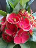 Euphorbia Milii Crown of Thorns "Yod Khon Phon" Coronas de Cristo Thai Hybrid