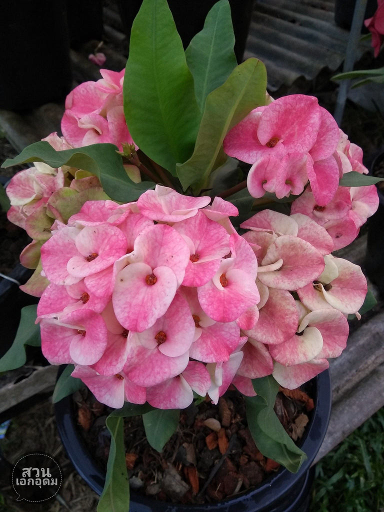 Nectarine Bouquet. Crown of Thorns, Euphorbia milii, Hortu…