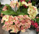 Euphorbia Milii PRECIOUS GOLD Crown of Thorns Corona De Cristo Cactus/Succulent