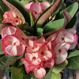 Euphorbia Milii PRECIOUS RUBY (Tub Tim Chan) Crown of Thorns Thai Hybrid