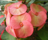 Euphorbia Milii ORANGE GIULIA Crown of Thorns Corona De Cristo Rare Poysean