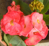 Euphorbia Milii LUCIANA Crown of Thorns  Corona de Cristo Succulent