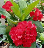 Euphorbia Milii Euphorbia Roses Crown of Thorns – Starter Cutting