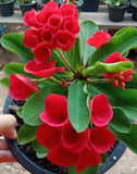 Euphorbia Milii Euphorbia Roses Crown of Thorns – Starter Cutting