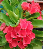 Euphorbia Milii Euphorbia Roses Crown of Thorns – Starter Cutting