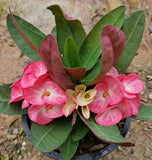 Euphorbia Milii PRECIOUS RUBY (Tub Tim Chan) Crown of Thorns Thai Hybrid