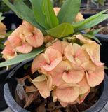 Rare “Vanilla Sky” Giant Bloom Crown of Thorns — New Thai Hybrid Euphorbia Milii