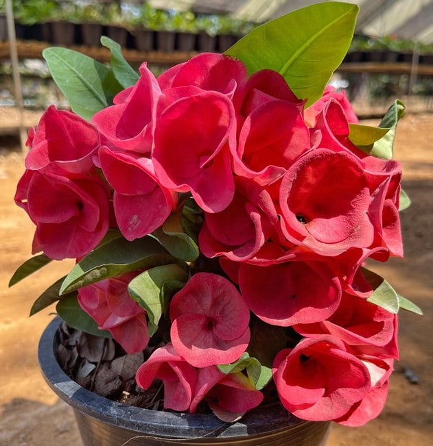 crown of thorns euphorbia milii succulent plant Euphorbia Milii GREAT LOVE Crown of Thorns Corona de Cristo Succulent – Euphorbia  Milii Garden (Crown Of Thorns)
