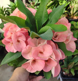 Euphorbia Milii SETHEE KOHN CAEN Crown of Thorns Corona de Cristo Giant