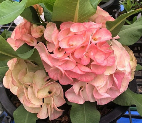 Euphorbia Milii UDOM PHON Crown of Thorns Corona de Cristo Cactus Thai Hybrid