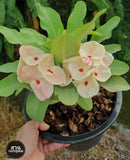 Euphorbia Milii HONEYMOON Crown Of Thorns  Corona de Cristo