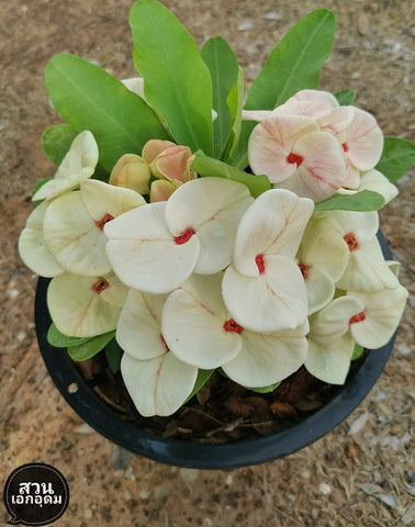 Euphorbia Milii HONEYMOON Crown Of Thorns  Corona de Cristo