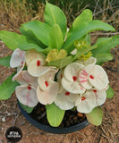 Euphorbia Milii HONEYMOON Crown Of Thorns  Corona de Cristo
