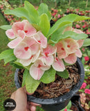 Euphorbia Milii HONEYMOON Crown Of Thorns  Corona de Cristo