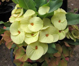 Euphorbia Milii MEGA YELLOW Crown of Thorns Corona de Cristo Poysean Super Giant Bloom