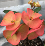 Euphorbia Milii ORANGE GIULIA Crown of Thorns Corona De Cristo Rare Poysean