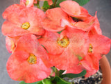 Euphorbia Milii LUCIANA Crown of Thorns  Corona de Cristo Succulent
