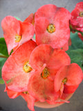 Euphorbia Milii LUCIANA Crown of Thorns  Corona de Cristo Succulent