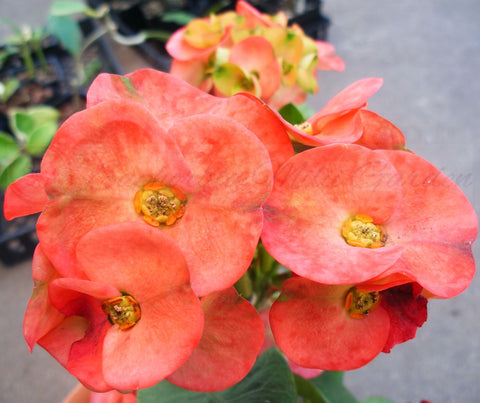 Euphorbia Milii LUCIANA Crown of Thorns  Corona de Cristo Succulent