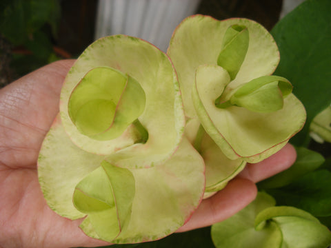 Euphorbia Milii LOVE ME TENDER Crown of Thorns Corona de Cristo