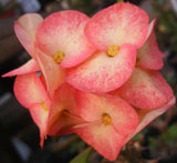 Euhorbia Milii Crown Of Thorns "Orange Jubilee" Corona de Cristo Thai Hybrid