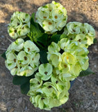 Euphorbia Milii THAI RAINFOREST Crown of Thorns Corona De Cristo