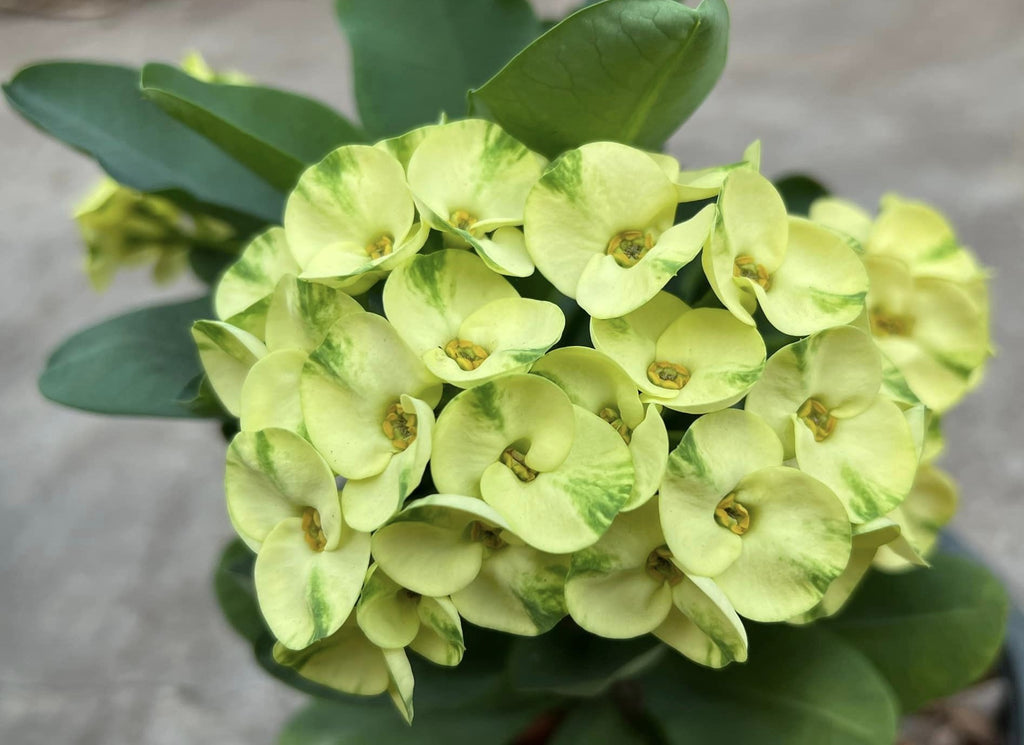 crown succulent Euphorbia Milii EK VILAI Crown of Thorns Corona de Cristo Succulent Tr – Euphorbia Milii Garden (Crown Of Thorns)