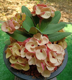 Euphorbia Milii JAN JAO Crown of Thorns  Corona de Cristo