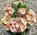 Euphorbia Milii JAN JAO Crown of Thorns  Corona de Cristo