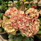 Euphorbia Milii JAN JAO Crown of Thorns  Corona de Cristo