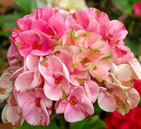 Euphorbia MIlii RAINBOW DIAMONDS (Phet Si Roong) Crown of Thorns Corona de Cristo