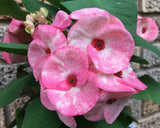 Euphorbia Milii ROMANTIC PINK Crown of Thorns Corona de Cristo