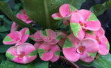 Euhorbia Milii Crown Of Thorns "Pink Emerald Flamingo" Corona de Cristo Large blooming Variety