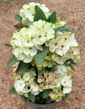 Euphorbia Milii THE GREAT DIVIDE (Phet Udom) Crown of Thorns Corona de Cristo Thai Hybrid