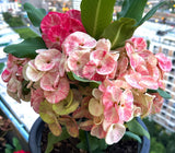 Euphorbia Milii Crown of Thorns Chiang Dao Coronas de Cristo