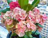 Euphorbia Milii Crown of Thorns Chiang Dao Coronas de Cristo