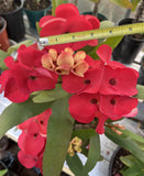 Euphorbia Milii HWAN CHAI Crown Of Thorns  Corona de Cristo