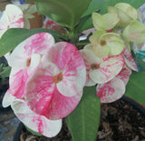 Euphorbia Milii SETHEE CHIANG MAI Crown Of Thorns  Corona de Cristo Cactus Succulents