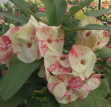 A close-up of a crown of Euphorbia hybrid flowers with pale cream-yellow petals featuring pink mottling and red streaks, surrounded by green leaves in a garden setting.