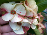 Euphorbia Milii Crown of Thorns "Yok Niramit" Thai Hybrid Coronas de Cristo
