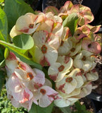 A close-up of a flowering crown of thorns plant with clusters of pale cream to pinkish-white bracts with reddish-brown centers and green leaves, growing in a potted garden setting.