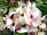 Euphorbia Milii Crown of Thorns "Yok Niramit" Thai Hybrid Coronas de Cristo