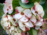 Euphorbia Milii Crown of Thorns "Yok Niramit" Thai Hybrid Coronas de Cristo