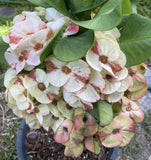 A close-up of a potted Crown of Thorns with clusters of pale cream to pink flowers with reddish-brown centers and green leaves, growing in a black plastic pot outdoors.
