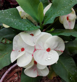 Euphorbia Milii SETHEE CHIANG MAI Crown Of Thorns  Corona de Cristo Cactus Succulents