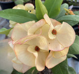 Rare “Vanilla Sky” Giant Bloom Crown of Thorns — New Thai Hybrid Euphorbia Milii