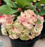 Euphorbia Milii SETHEE CHIANG MAI Crown Of Thorns  Corona de Cristo Cactus Succulents