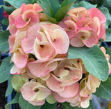 Rare “Vanilla Sky” Giant Bloom Crown of Thorns — New Thai Hybrid Euphorbia Milii