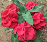 Euphorbia Milii LUCK SAP Crown of Thorns Corona De Cristo Rare Plant
