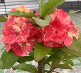 Euphorbia Milii SETHEE CHIANG MAI Crown Of Thorns  Corona de Cristo Cactus Succulents